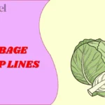 Cabbage Pickup Lines
